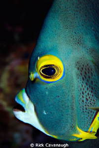 Its not often you get an angelfish to pose by Rick Cavanaugh 